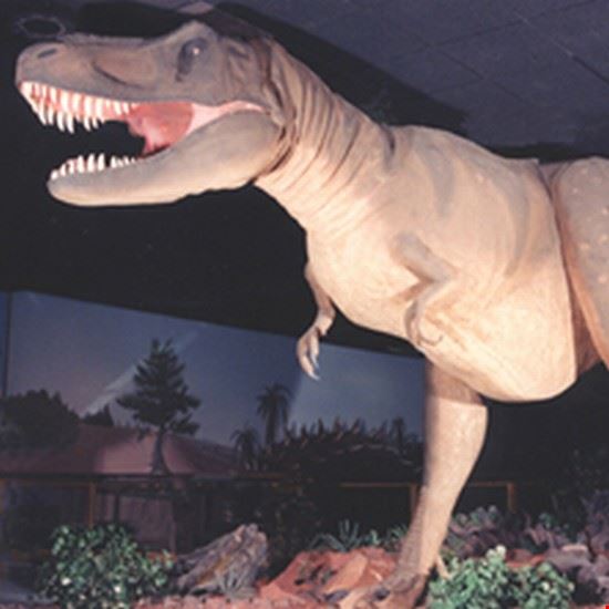 Museo di Storia Naturale Las Vegas Las Vegas Natural History Museum Las Vegas Natural History Museum