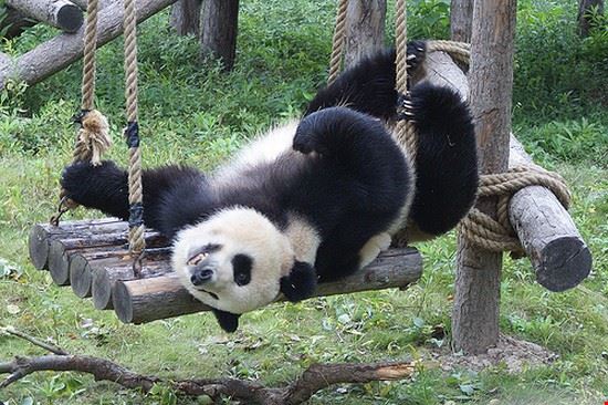 Zoo Shanghai by Christopher Cundle - Creative Commons by Christopher Cundle