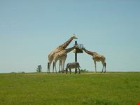 Nairobi Safari