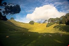 auckland schafe auf dem one tree hill