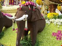chiang mai chiang mai flower festival
