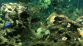 Diving a Genova