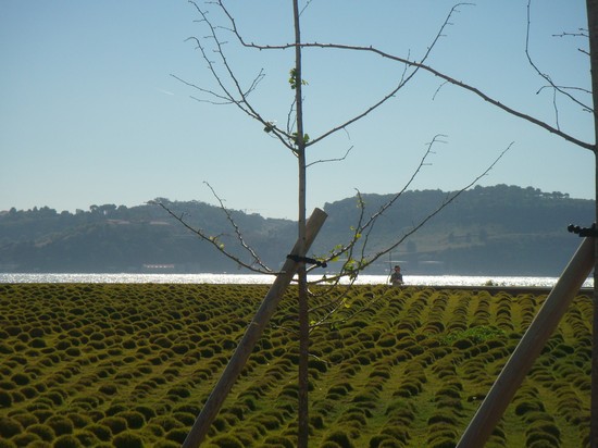 Lisbona