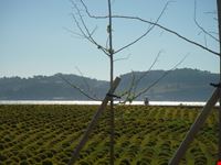 Lisbona