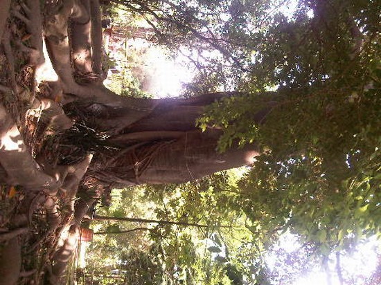ficus