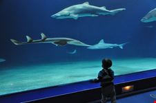valencia l  oceanografic