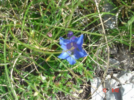 i fiori del Gran Sasso