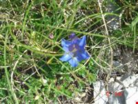 i fiori del Gran Sasso