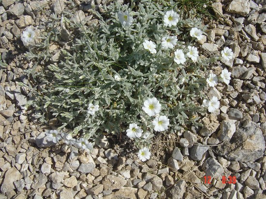 i fiori del Gran Sasso