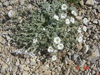 i fiori del Gran Sasso