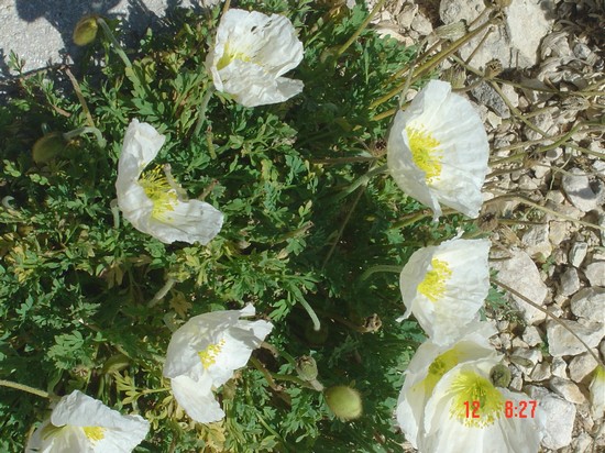 i fiori del Gran Sasso