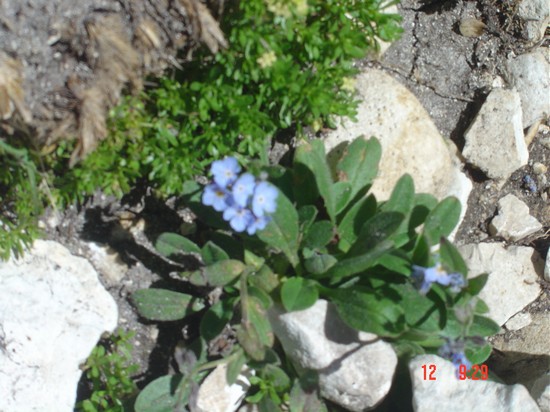 i fiori del Gran Sasso