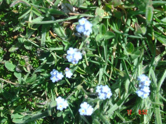 i fiori del Gran Sasso