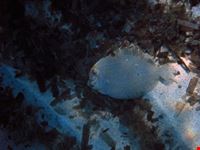 Sogliola