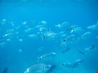 Nuotata nell'acquario...