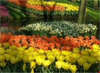 Tulipani al Keuenhof