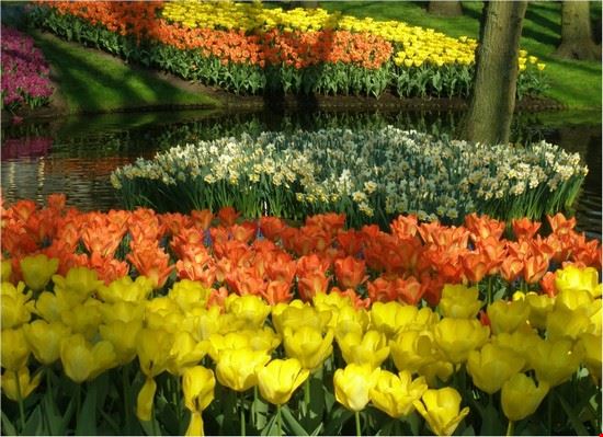 Parco Keukenhof I colori del Keuenhof  