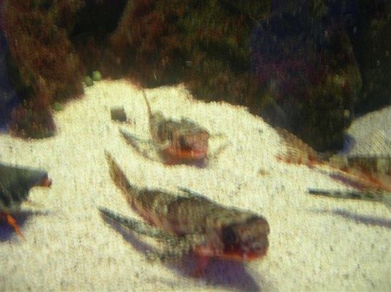 l'acquario