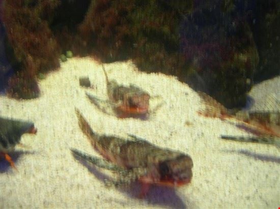 Aquarium Genoa  
