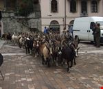 Raduno delle mandrie: arrivo dei "partecipanti" Raduno delle mandrie: arrivo dei "partecipanti"