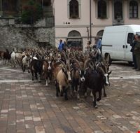 Raduno delle mandrie: arrivo dei "partecipanti" Raduno delle mandrie: arrivo dei "partecipanti"