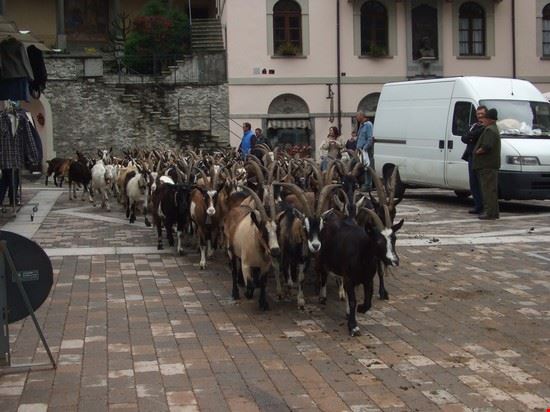  Tradizionale Raduno delle Mandrie dell'Alta Valsesia a Campertogno  