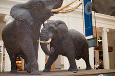 chicago elephant diorama