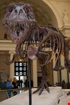 chicago tyrannus rex
