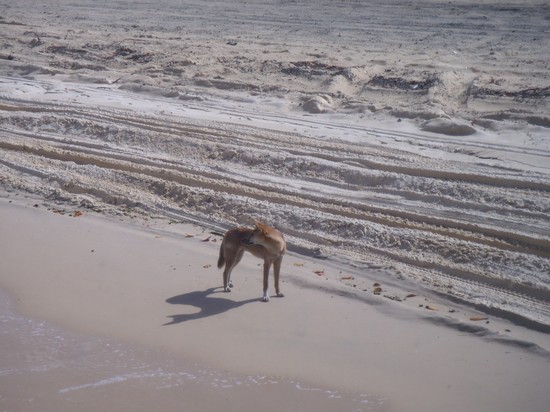 Fraser island,Dingo in libertà