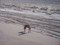 fraser islanddingo in liberta brisbane