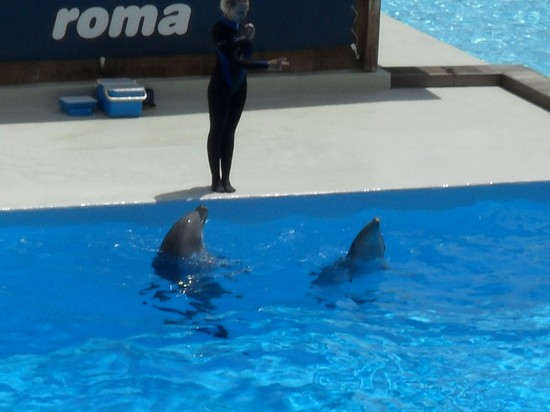i delfini