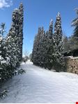 Viale con cipressi.