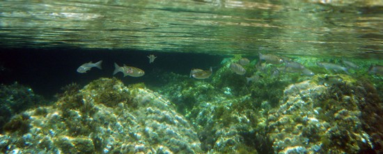 Snorkeling a Cala Macarella