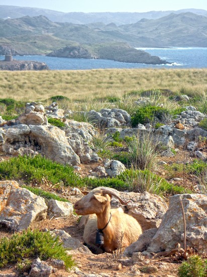 Una delle tantissime capre libere a Cap de Cavalleria
