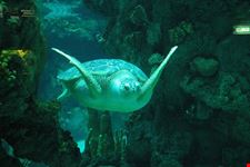 genua aquarium schildkroete