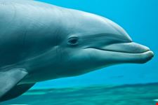 genua delfin in genua