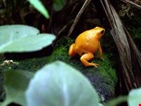 genua rote kroete im aquarium von genua