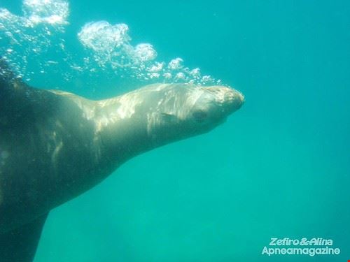  Benidorm Apneamagazine - Creative Commons Apneamagazine