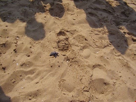  CHE CERCA DI RAGGIUNGERE IL MARE  