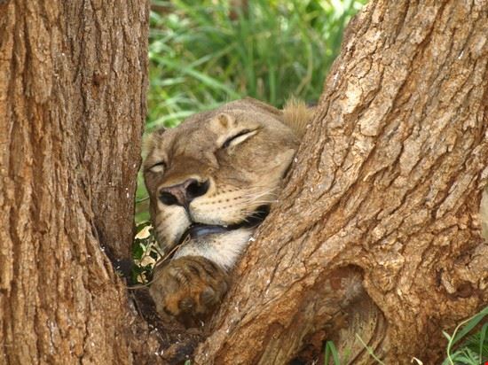  Tsavo East National Park
PH: Pietro Viti  