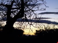 Tramonto nel mandorleto
