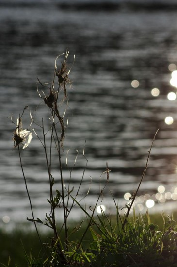 Lungo il fiume