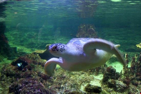 Aquarium Genoa  