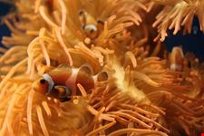 Nemo all'acquario