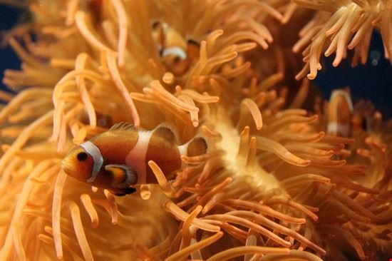 Aquarium Genoa  