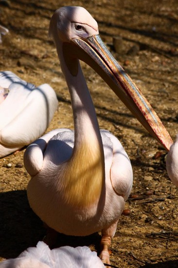 Zoo_1