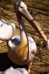 Zoo_1