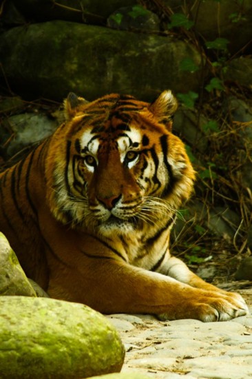 Tigre allo zoo