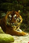 Tigre allo zoo