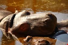 Ippopotamo allo zoo